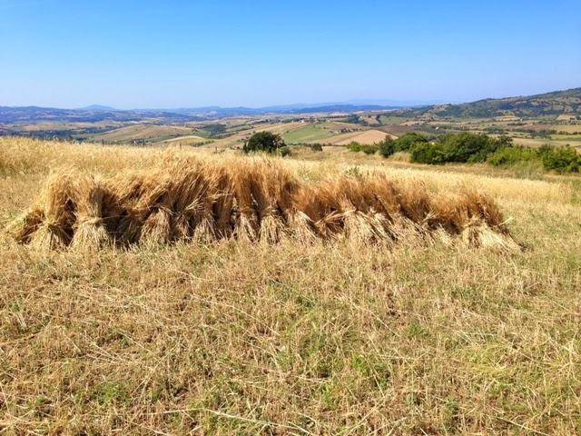  - cordello-spighe-grano-maremma-toscana1